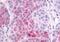 Lysophosphatidic Acid Receptor 4 antibody, MBS247182, MyBioSource, Immunohistochemistry paraffin image 