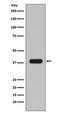Aurora Kinase B antibody, M00762-1, Boster Biological Technology, Western Blot image 