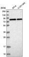 CCR4-NOT Transcription Complex Subunit 10 antibody, PA5-65298, Invitrogen Antibodies, Western Blot image 