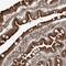 Chromosome 4 Open Reading Frame 3 antibody, PA5-55460, Invitrogen Antibodies, Immunohistochemistry frozen image 