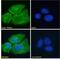 Regulatory Factor X5 antibody, 43-250, ProSci, Western Blot image 