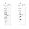 Epoxide Hydrolase 1 antibody, NBP1-83969, Novus Biologicals, Western Blot image 