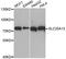 Solute Carrier Family 25 Member 13 antibody, A03476, Boster Biological Technology, Western Blot image 