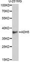 Alcohol Dehydrogenase 5 (Class III), Chi Polypeptide antibody, LS-C748508, Lifespan Biosciences, Western Blot image 