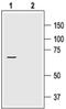 RAK antibody, PA5-77578, Invitrogen Antibodies, Western Blot image 