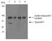 Ran GTPase Activating Protein 1 antibody, ab92360, Abcam, Western Blot image 