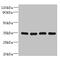 DnaJ Heat Shock Protein Family (Hsp40) Member C17 antibody, CSB-PA873664LA01HU, Cusabio, Western Blot image 
