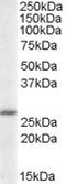 SSP29 antibody, EB05885, Everest Biotech, Western Blot image 