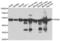 Protein Disulfide Isomerase Family A Member 6 antibody, LS-C346205, Lifespan Biosciences, Western Blot image 
