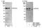 Serine/threonine-protein kinase RIO2 antibody, NBP1-30099, Novus Biologicals, Western Blot image 