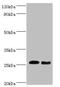 Tumor necrosis factor antibody, orb241355, Biorbyt, Western Blot image 