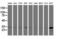 Bridging Integrator 3 antibody, M11817-2, Boster Biological Technology, Western Blot image 