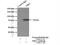 Nuclear Respiratory Factor 1 antibody, 12482-1-AP, Proteintech Group, Immunoprecipitation image 