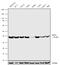 Survival Of Motor Neuron 2, Centromeric antibody, 720207, Invitrogen Antibodies, Western Blot image 