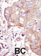 Mitogen-Activated Protein Kinase Kinase Kinase Kinase 3 antibody, abx033811, Abbexa, Immunohistochemistry paraffin image 