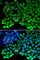 Replication Protein A1 antibody, A0990, ABclonal Technology, Immunofluorescence image 