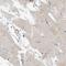 Peroxisomal Biogenesis Factor 6 antibody, HPA025924, Atlas Antibodies, Immunohistochemistry frozen image 
