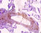 Sorting Nexin 20 antibody, A53539-100, Epigentek, Immunohistochemistry paraffin image 