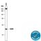 Dihydrofolate Reductase antibody, MAB7934, R&D Systems, Western Blot image 