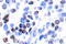 JunB Proto-Oncogene, AP-1 Transcription Factor Subunit antibody, LS-C176087, Lifespan Biosciences, Immunohistochemistry frozen image 