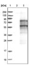 CAMP Responsive Element Binding Protein 3 Like 1 antibody, NBP1-82503, Novus Biologicals, Western Blot image 