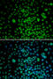 MYC Associated Factor X antibody, 18-542, ProSci, Immunofluorescence image 