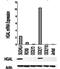 Germinal Center Associated Signaling And Motility antibody, 34044, QED Bioscience, Western Blot image 