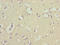 Cytochrome c oxidase copper chaperone antibody, LS-C395607, Lifespan Biosciences, Immunohistochemistry paraffin image 