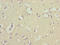 Cytochrome C Oxidase Copper Chaperone COX17 antibody, LS-C395607, Lifespan Biosciences, Immunohistochemistry paraffin image 