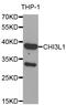 Chitinase 3 Like 1 antibody, MBS9408191, MyBioSource, Western Blot image 