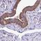 Ribosomal Protein L7 antibody, NBP2-34111, Novus Biologicals, Immunohistochemistry frozen image 