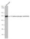 Cadherin 1 antibody, GTX130427, GeneTex, Western Blot image 