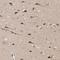 Actin Binding LIM Protein Family Member 3 antibody, HPA003245, Atlas Antibodies, Immunohistochemistry paraffin image 