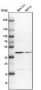 Proteasome 26S Subunit, Non-ATPase 13 antibody, NBP1-80961, Novus Biologicals, Western Blot image 