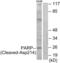 Poly(ADP-Ribose) Polymerase 1 antibody, abx015613, Abbexa, Western Blot image 