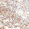 CD7 Molecule antibody, NBP2-32097, Novus Biologicals, Immunohistochemistry frozen image 