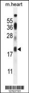 Iron-Sulfur Cluster Assembly 2 antibody, 55-216, ProSci, Western Blot image 