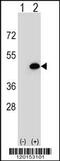 Eukaryotic Translation Initiation Factor 3 Subunit H antibody, 56-723, ProSci, Western Blot image 