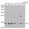 Frataxin antibody, LS-C331670, Lifespan Biosciences, Western Blot image 