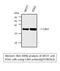 Cyclin Dependent Kinase 4 antibody, STJ96563, St John