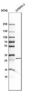 Solute Carrier Family 19 Member 2 antibody, NBP1-86944, Novus Biologicals, Western Blot image 