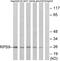 Ribosomal Protein S9 antibody, A05633-1, Boster Biological Technology, Western Blot image 