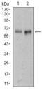 Activated Leukocyte Cell Adhesion Molecule antibody, GTX60629, GeneTex, Western Blot image 
