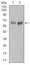 HB2 antibody, GTX60629, GeneTex, Western Blot image 