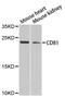 CD81 Molecule antibody, abx125637, Abbexa, Western Blot image 