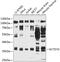 Potassium Channel Tetramerization Domain Containing 10 antibody, 14-202, ProSci, Western Blot image 