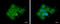 ABR Activator Of RhoGEF And GTPase antibody, GTX100031, GeneTex, Immunocytochemistry image 