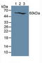 Interleukin 7 Receptor antibody, LS-C701558, Lifespan Biosciences, Western Blot image 