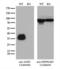 Alcohol Dehydrogenase 5 (Class III), Chi Polypeptide antibody, LS-C794958, Lifespan Biosciences, Western Blot image 