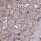 Annexin A5 antibody, PA5-57231, Invitrogen Antibodies, Immunohistochemistry paraffin image 